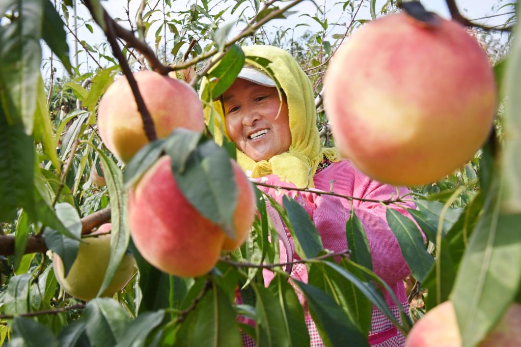山东莱西:昔日荒山变果园 生态致富双丰收