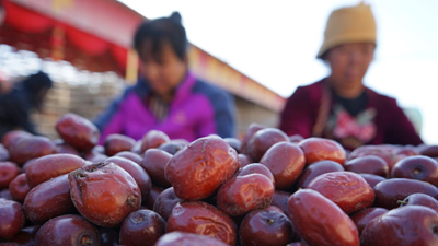 山西红枣大县秋收见闻