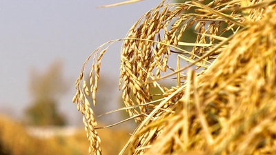 一粒稻米的“出道”笔记