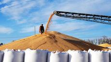 新华全媒+丨&ldquo;北大仓&rdquo;洋溢丰收色彩