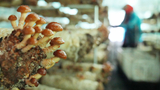 “小蘑菇”种出富民增收“大产业”