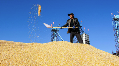 遍野金黄丰收忙&mdash;&mdash;内蒙古通辽千万亩玉米种植区秋收见闻