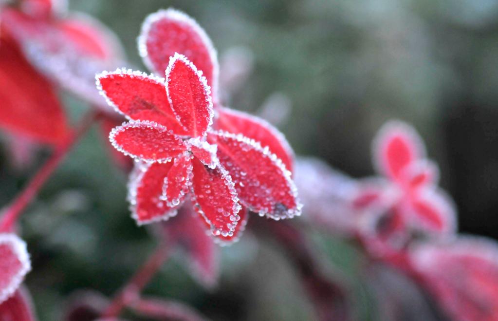 新华全媒+|诗意中国——山明水净夜来霜,数树深红出浅黄
