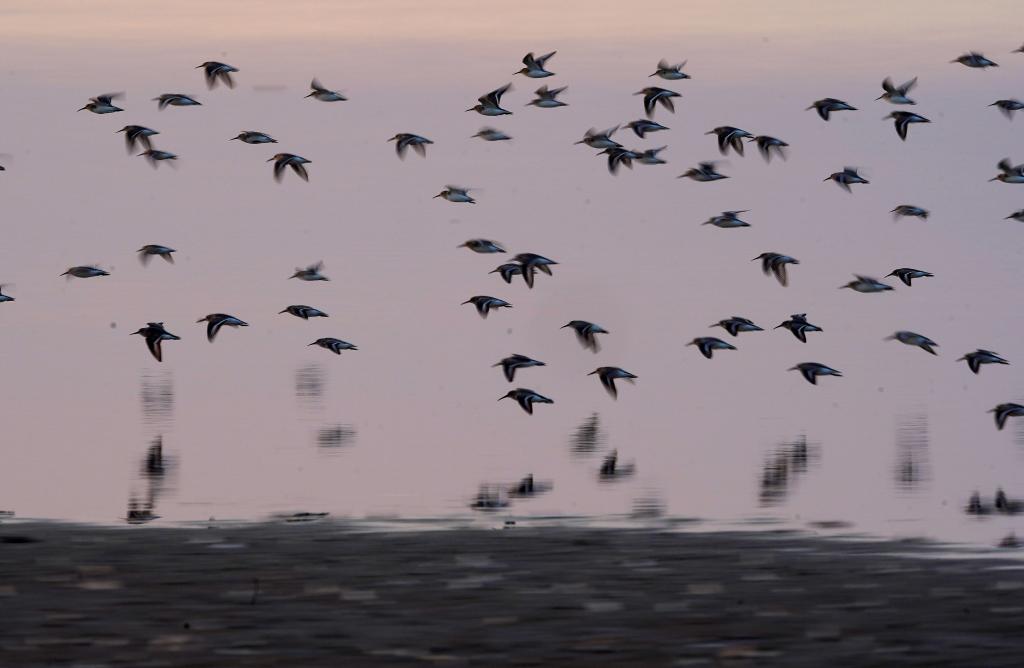 冬候鸟抵达鄱阳湖