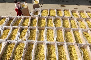 河南温县:怀菊采摘忙