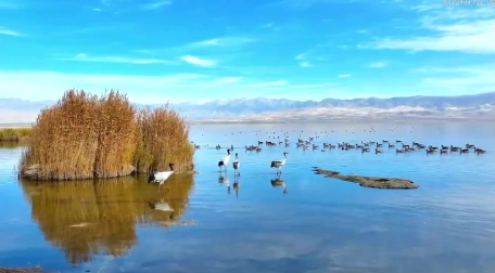 青海：冬日湿地公园天蓝水清 万鸟齐翔