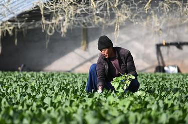 青海大通：冬日大棚农事忙