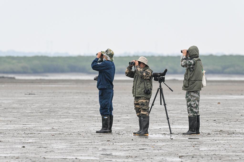 新华全媒+丨“鸟中大熊猫”再抵儋州越冬