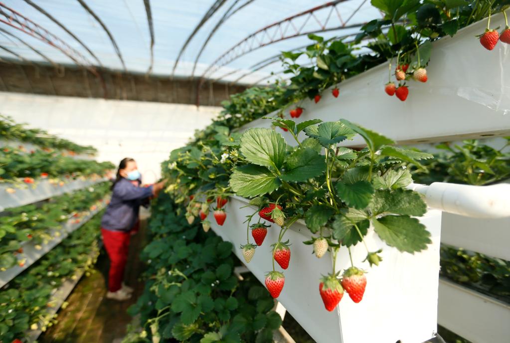 山东即墨：&ldquo;立体草莓&rdquo;迎丰收