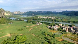 新榨季广西蔗区走访见闻：甘蔗迎丰收 生活更甜蜜