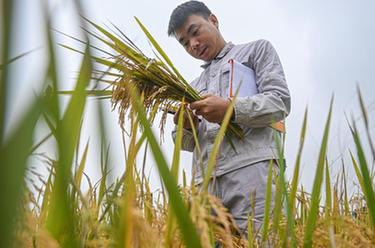 新华全媒+|寻找一份稻种——为改良水稻多一份可能