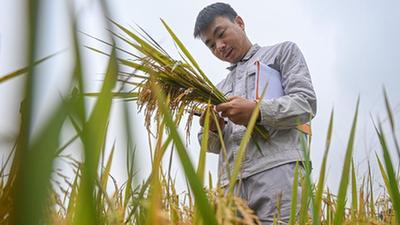 新华全媒+｜寻找一份稻种——为改良水稻多一份可能