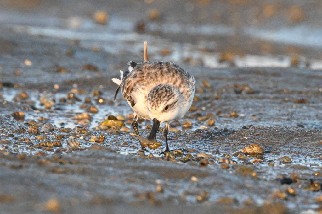 新华全媒+丨候鸟冬憩儋州湾