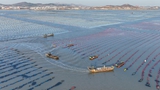山东荣成：海洋牧场冬管忙