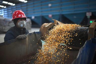 青海刚察：冬日饲草生产忙