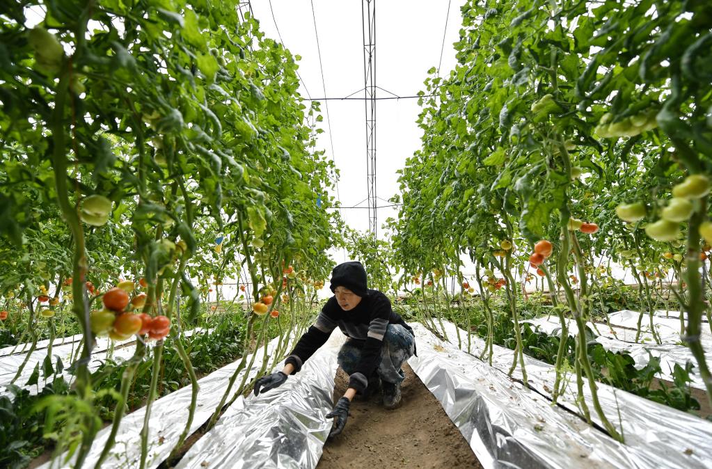 新华全媒+&middot;新春走基层丨河北唐山：应对寒潮天气 保障果蔬生产