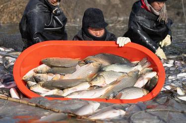 河北唐山：破冰捕鱼供市场