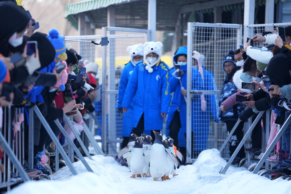 哈尔滨：企鹅&ldquo;巡游&rdquo;引客来