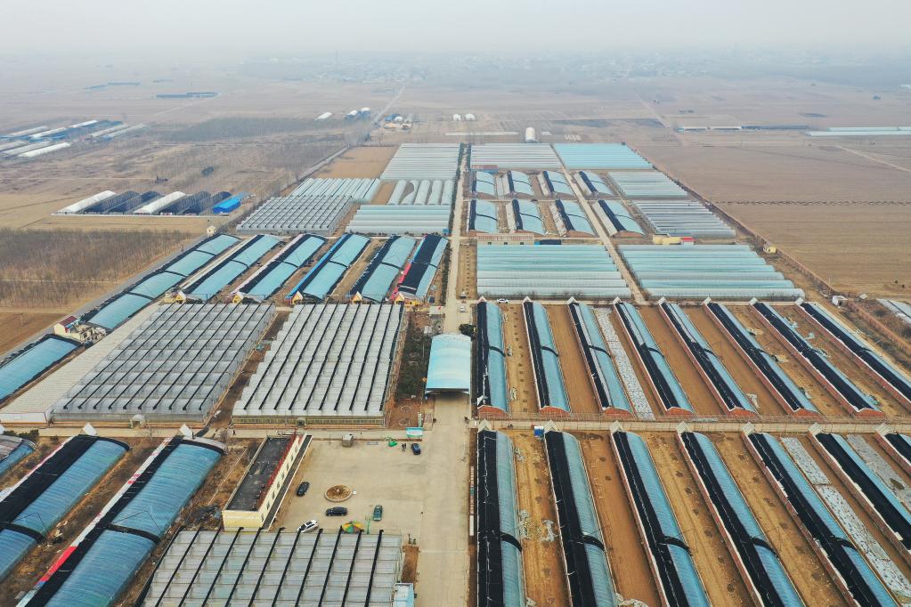 新华全媒+丨2亿株秧苗的90后&ldquo;保姆&rdquo;