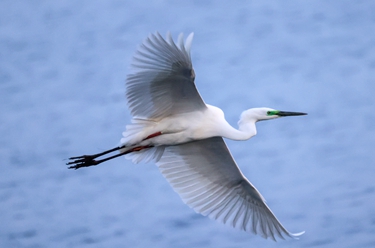 新华全媒+丨新疆博斯腾湖：冰雪消融 候鸟春归