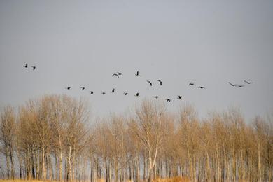 吉林镇赉:候鸟北归进行时