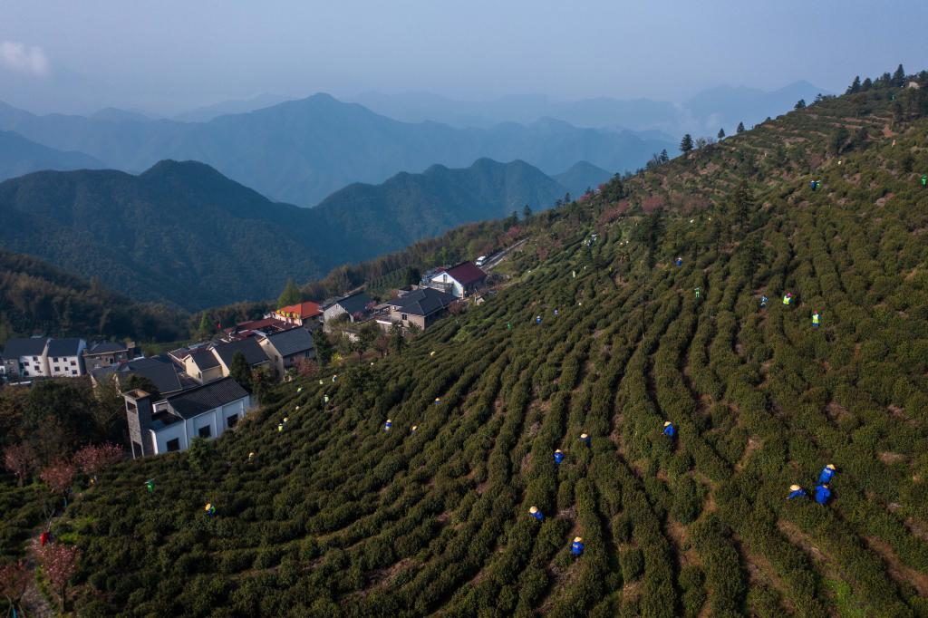 杭州富阳：高山茶村开启共富工坊 促进村集体和村民增收
