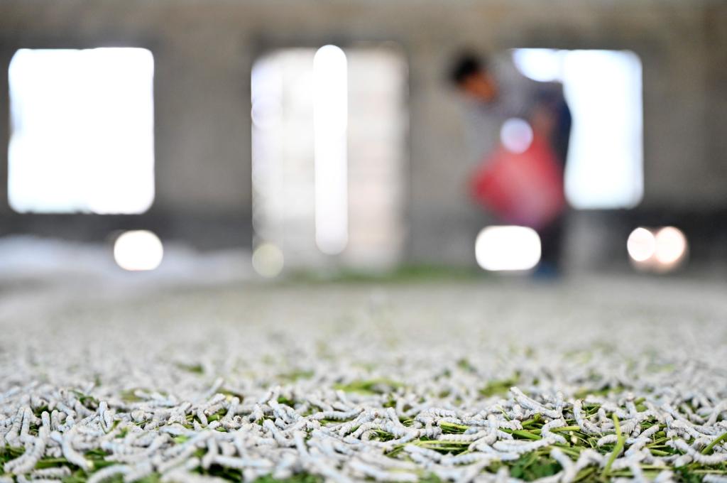 广西柳城：推广&ldquo;饲料+桑叶&rdquo;混养桑蚕模式 助力桑蚕产业提质增效