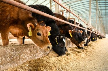 内蒙古通辽：发展牛产业 做好&ldquo;牛文章&rdquo;