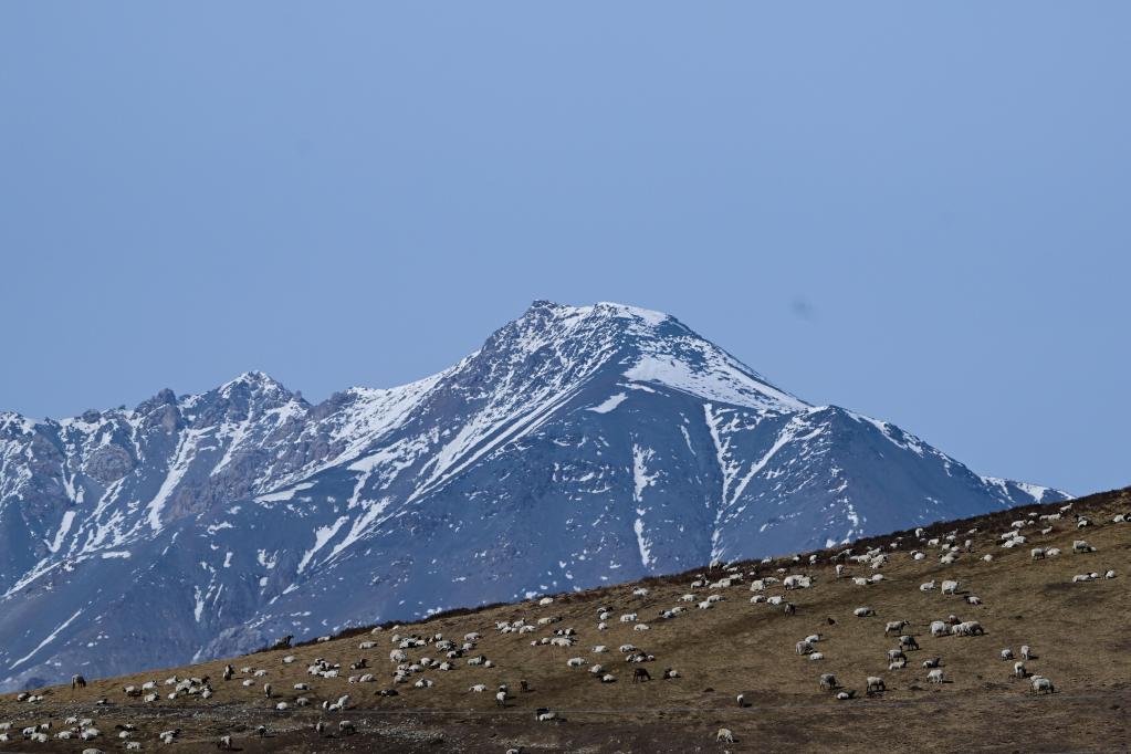 青海:生态畜牧业促进乡村振兴