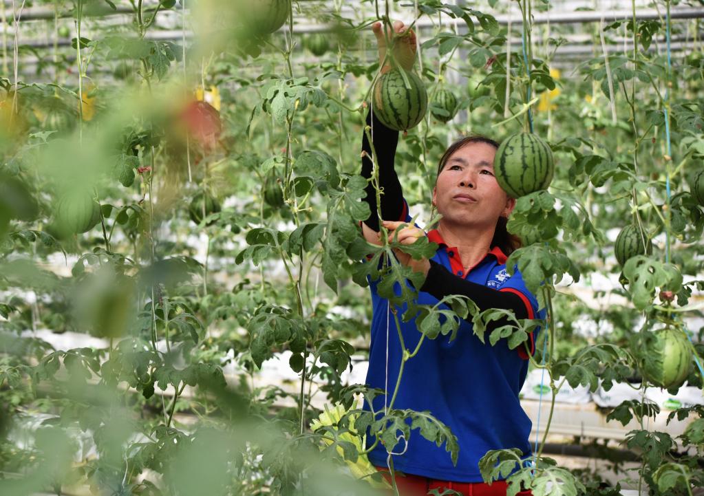 河北邢台 :农业产业化引领农民变身“产业工人”