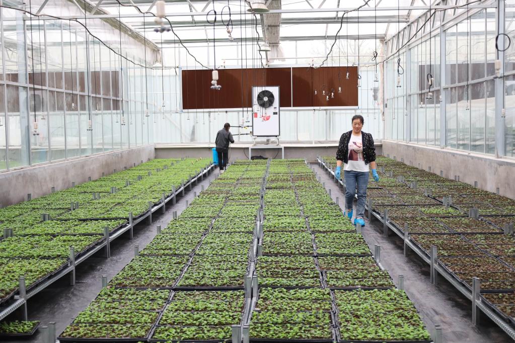 甘肃静宁：苹果&ldquo;链&rdquo;上忙