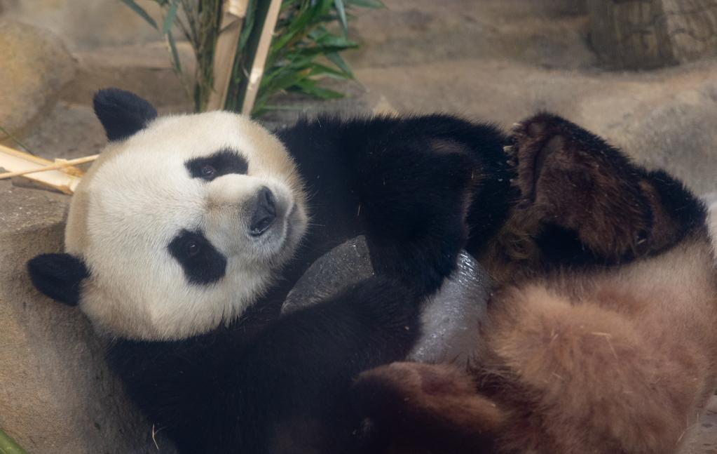 第31届世界大学生运动会吉祥物&ldquo;蓉宝&rdquo;原型&mdash;&mdash;大熊猫&ldquo;芝麻&rdquo;迎来6岁生日