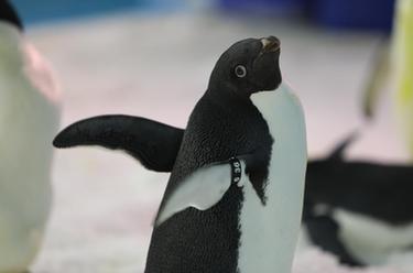 冰城&ldquo;新星&rdquo;到：黑龙江省首次引进阿德利企鹅