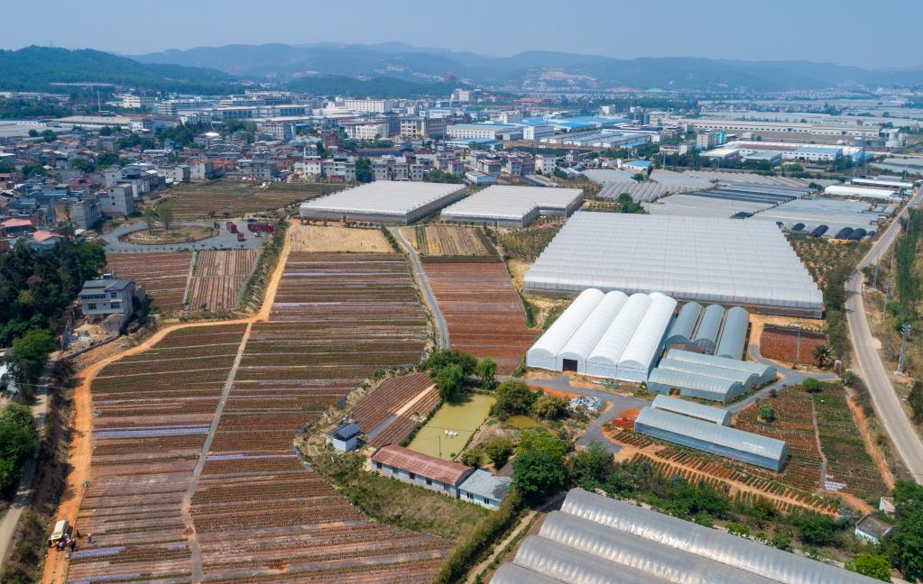 四季中国丨春日里 他们为云南花卉赋予&ldquo;芯&rdquo;动能