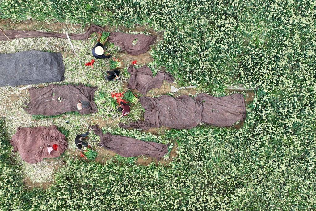 河北柏乡：特色种植助力乡村振兴