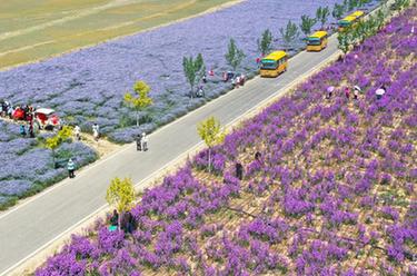 新华全媒+丨新疆伊犁：花经济成致富新产业 赋能&ldquo;香&rdquo;村振兴