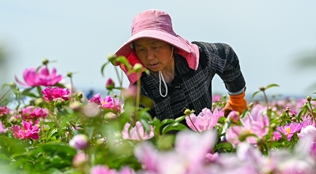 幸福像花儿一样——新疆“花经济”带动群众致富