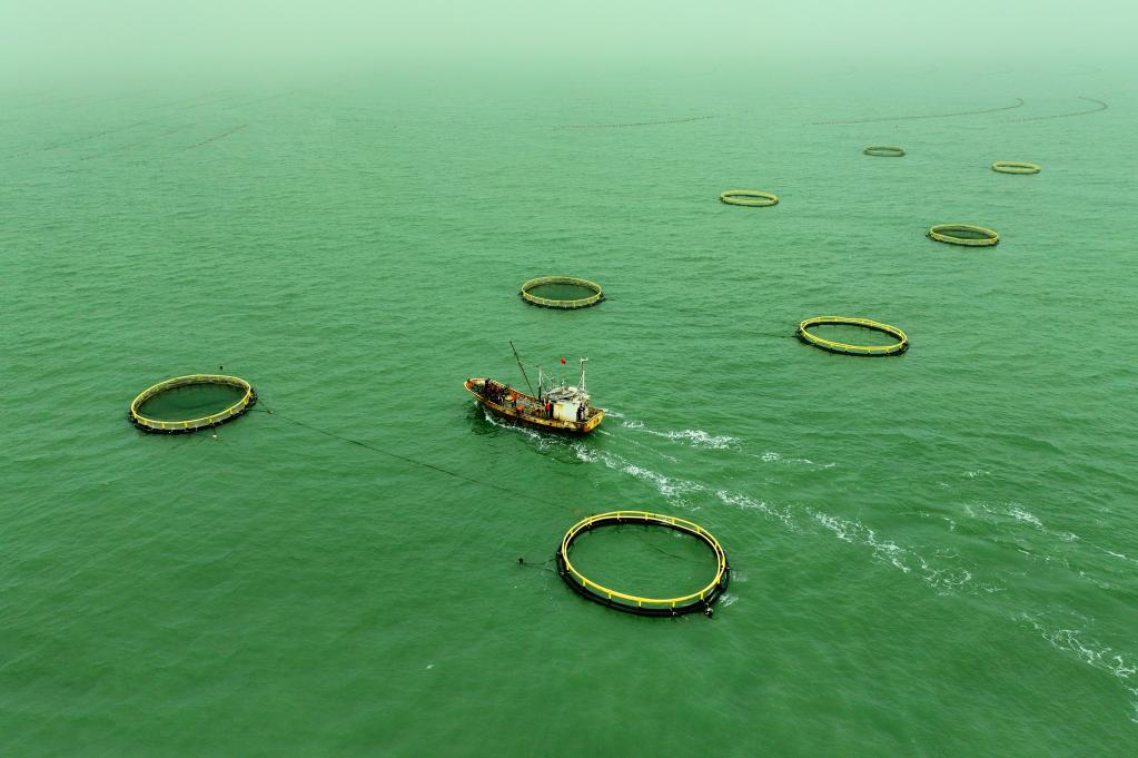 山东日照：海洋牧场赋能渔业养殖高质量发展