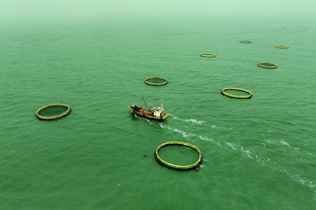 山东日照:海洋牧场赋能渔业养殖高质量发展