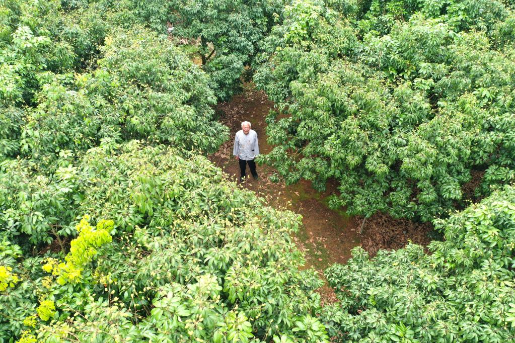 广西玉林:“荔枝爷爷”的心愿
