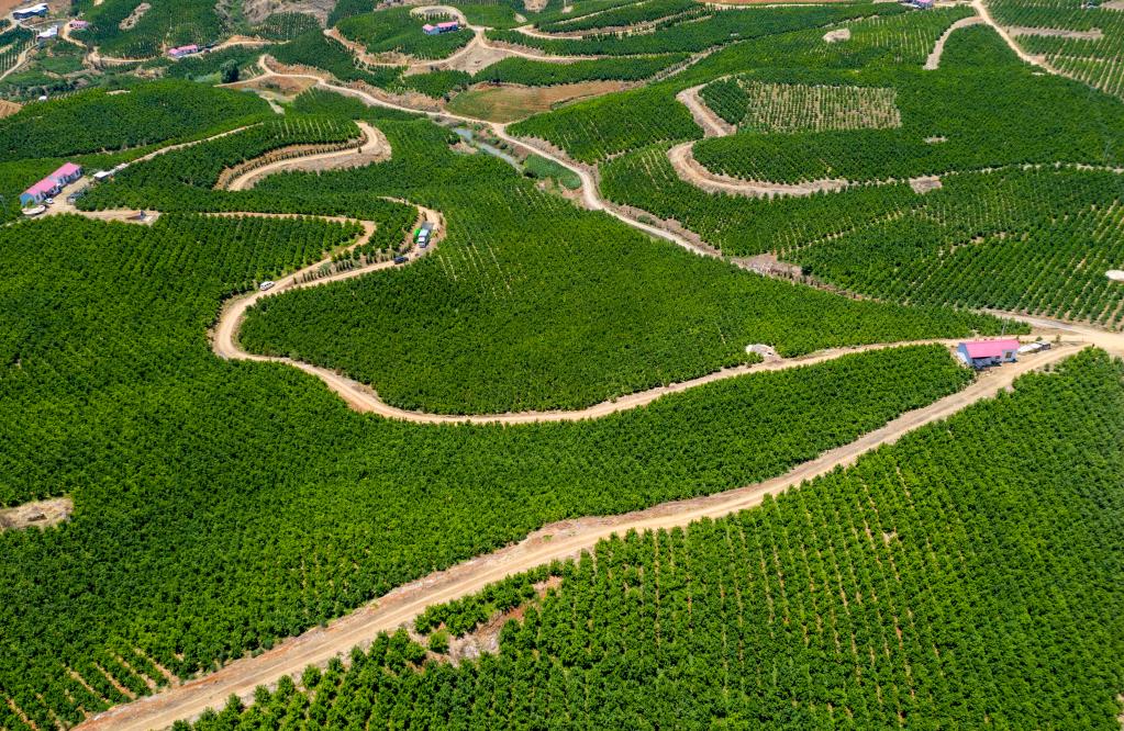 云南宾川:小柑桔成就“甜蜜”大产业