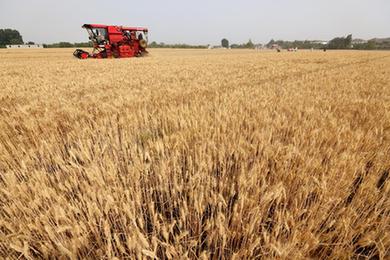 &ldquo;三夏&rdquo;时节麦收忙