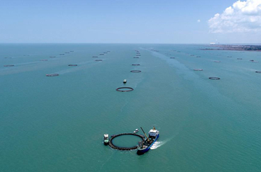 蓝色牧场孕育致富&ldquo;黄金鱼&rdquo;