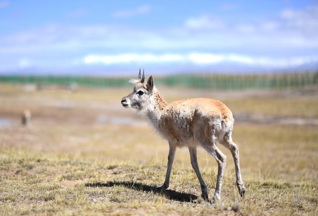 新华全媒＋丨学好成长与坚强——走进可可西里藏羚羊“幼儿园”