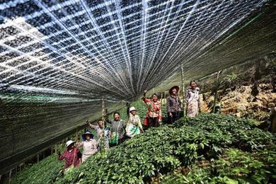 云南文山:发展三七种植 助力乡村振兴