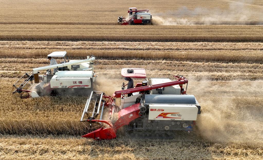 安徽：&ldquo;三夏&rdquo;时节麦收忙