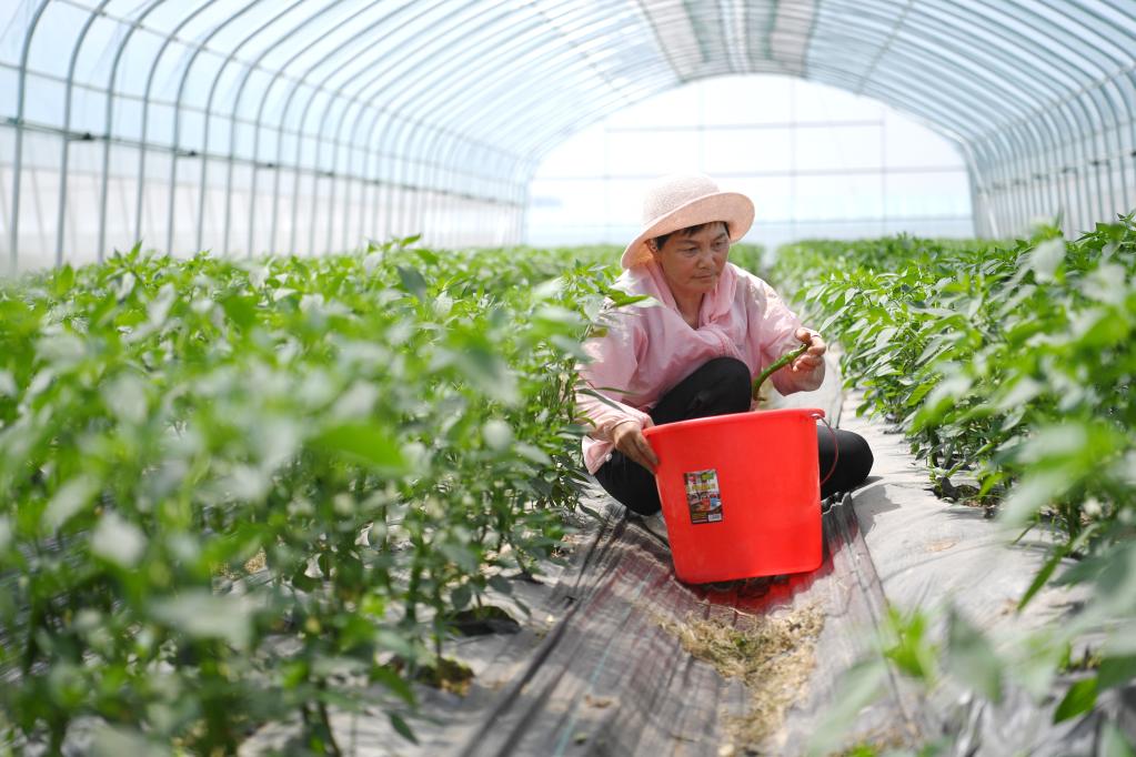 雄安新区：&ldquo;南椒北移&rdquo;助增收