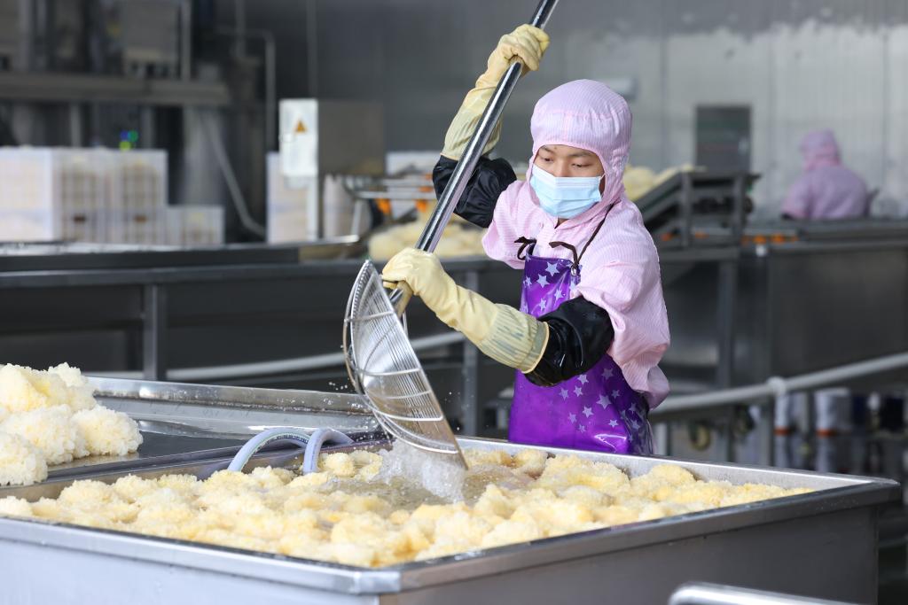 福建古田：小银耳开出&ldquo;致富花&rdquo;