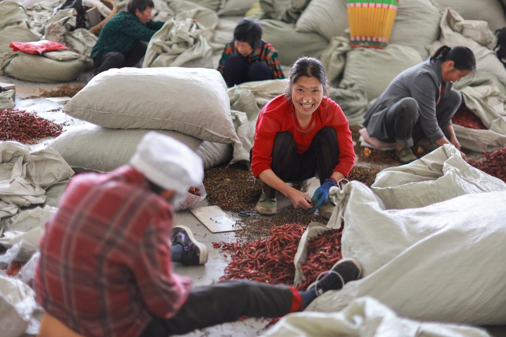 探访贵州遵义&ldquo;中国辣椒城&rdquo;