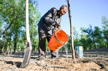 新华全媒+｜三北防护林里的&ldquo;老愚公&rdquo;